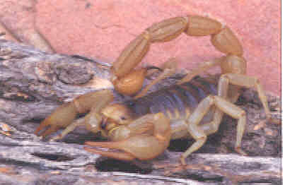 desert hairy scorpion