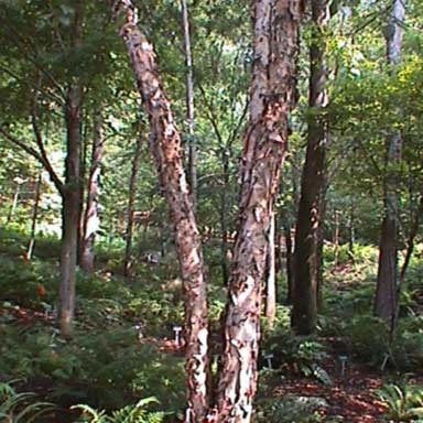 the trees sat patiently waiting